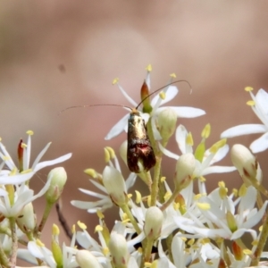 Nemophora sparsella at Deakin, ACT - 23 Jan 2022