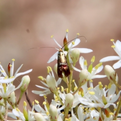 Nemophora sparsella (An Adelid Moth) at Red Hill Nature Reserve - 23 Jan 2022 by LisaH