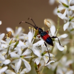 Obrida fascialis (One banded longicorn) at Red Hill Nature Reserve - 23 Jan 2022 by LisaH