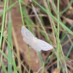 Casbia pallens (Pale Casbia) at Deakin, ACT - 23 Jan 2022 by LisaH