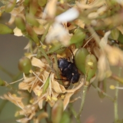 Microvalgus sp. (genus) (Flower scarab) at Deakin, ACT - 23 Jan 2022 by LisaH