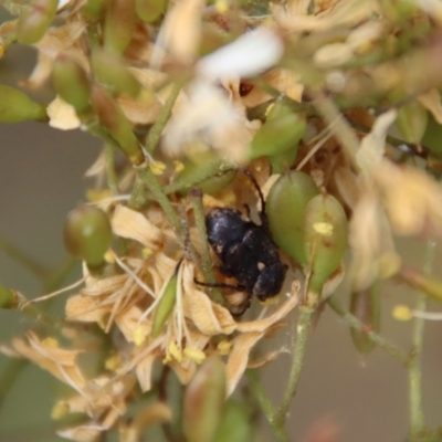 Microvalgus sp. (genus) (Flower scarab) at Deakin, ACT - 23 Jan 2022 by LisaH