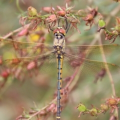 Hemicordulia tau (Tau Emerald) at Deakin, ACT - 23 Jan 2022 by LisaH