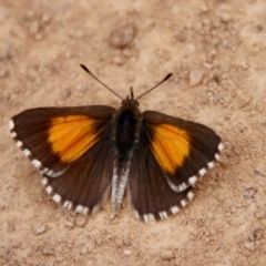 Lucia limbaria (Chequered Copper) at Red Hill to Yarralumla Creek - 23 Jan 2022 by LisaH