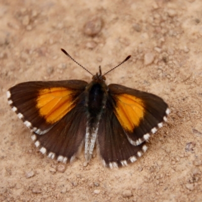 Lucia limbaria (Chequered Copper) at Hughes Grassy Woodland - 23 Jan 2022 by LisaH