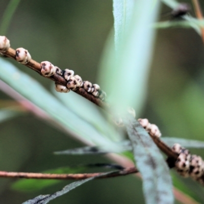 Unidentified Scale insect & mealybug (Hemiptera, Coccoidea) at Lochiel, NSW - 4 Jan 2022 by KylieWaldon