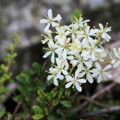 Bursaria spinosa (Native Blackthorn, Sweet Bursaria) at Lochiel, NSW - 5 Jan 2022 by KylieWaldon