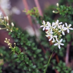 Bursaria spinosa at Lochiel, NSW - 5 Jan 2022 08:45 AM