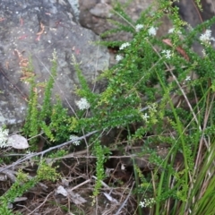Bursaria spinosa at Lochiel, NSW - 5 Jan 2022