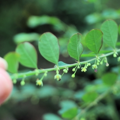 Phyllanthus gunnii (Shrubby Spurge) at Lochiel, NSW - 4 Jan 2022 by KylieWaldon