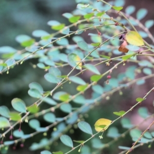 Phyllanthus gunnii at Lochiel, NSW - 5 Jan 2022 08:46 AM