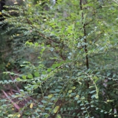 Phyllanthus gunnii at Lochiel, NSW - 5 Jan 2022 08:46 AM
