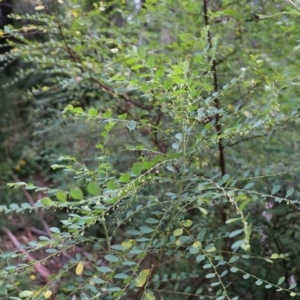 Phyllanthus gunnii at Lochiel, NSW - 5 Jan 2022