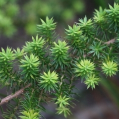 Epacris sp. at Lochiel, NSW - 5 Jan 2022 by KylieWaldon