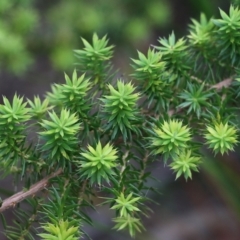 Epacris sp. at Lochiel, NSW - 4 Jan 2022 by KylieWaldon