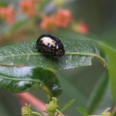 Callidemum hypochalceum (Hop-bush leaf beetle) at Lochiel, NSW - 4 Jan 2022 by KylieWaldon