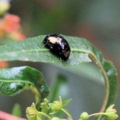 Callidemum hypochalceum at Lochiel, NSW - 5 Jan 2022 08:57 AM