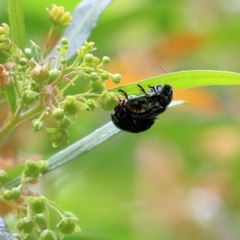 Callidemum hypochalceum at Lochiel, NSW - 5 Jan 2022 08:57 AM
