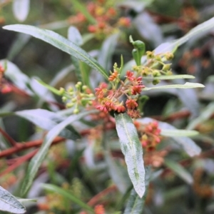 Dodonaea viscosa subsp. spatulata at Lochiel, NSW - 5 Jan 2022
