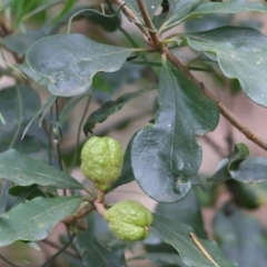 Pittosporum revolutum (Large-fruited Pittosporum) at Yurammie State Forest - 5 Jan 2022 by KylieWaldon