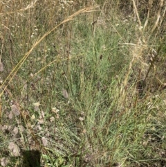 Eragrostis curvula (African Lovegrass) at The Fair, Watson - 23 Jan 2022 by waltraud