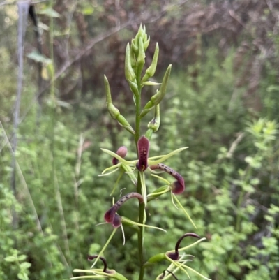 Cryptostylis leptochila (Small Tongue Orchid) at Wingecarribee Local Government Area - 22 Jan 2022 by Jledmonds
