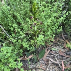 Cryptostylis leptochila at Colo Vale, NSW - 22 Jan 2022