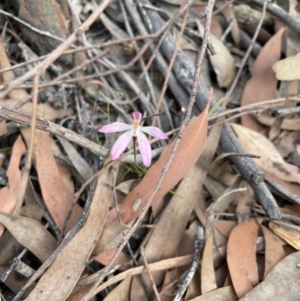 Caladenia carnea at Colo Vale, NSW - suppressed