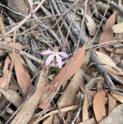 Caladenia carnea (Pink Fingers) at Colo Vale - 7 Oct 2021 by Jledmonds
