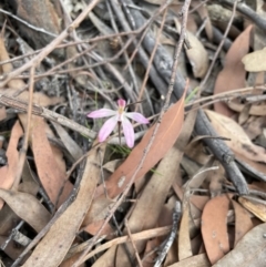 Caladenia carnea (Pink Fingers) at Colo Vale, NSW - 7 Oct 2021 by Jledmonds