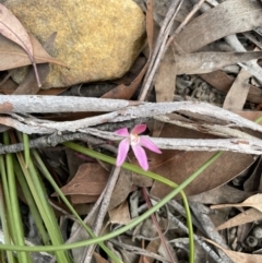 Caladenia carnea at Colo Vale, NSW - suppressed