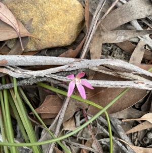 Caladenia carnea at Colo Vale, NSW - 7 Oct 2021