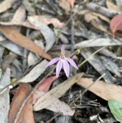 Caladenia carnea at Colo Vale, NSW - 7 Oct 2021