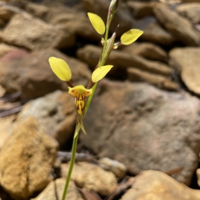 Diuris sulphurea (Tiger Orchid) at Wingecarribee Local Government Area - 17 Oct 2021 by Jledmonds