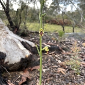 Calochilus campestris at Colo Vale, NSW - suppressed