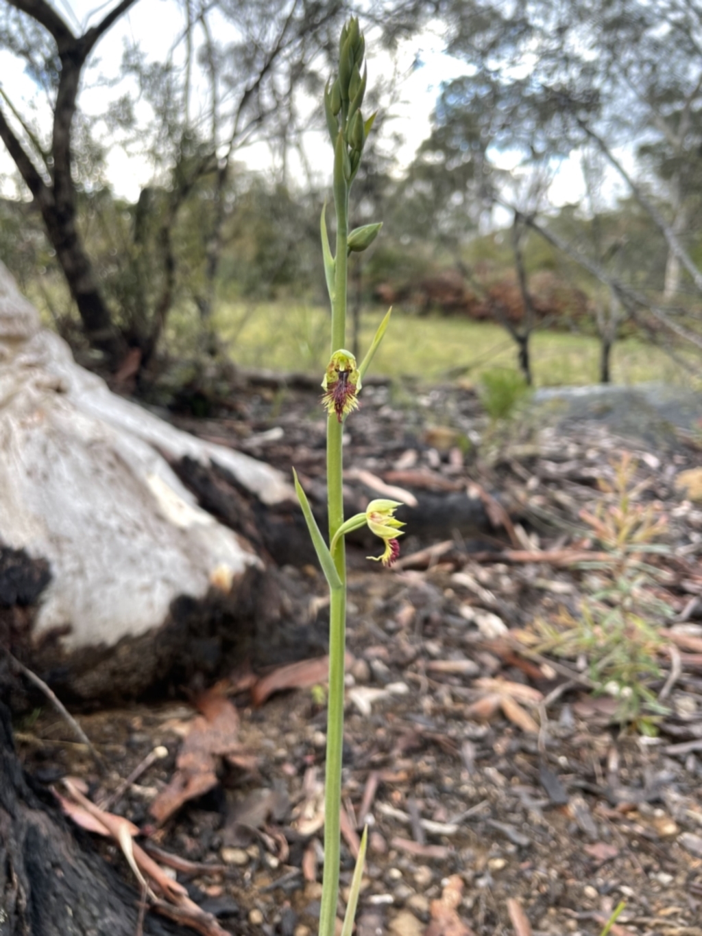 Calochilus campestris at Colo Vale, NSW - 21 Oct 2021