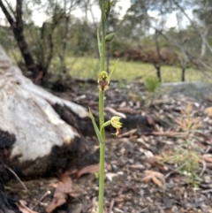 Calochilus campestris (Copper Beard Orchid) at Colo Vale, NSW - 21 Oct 2021 by Jledmonds