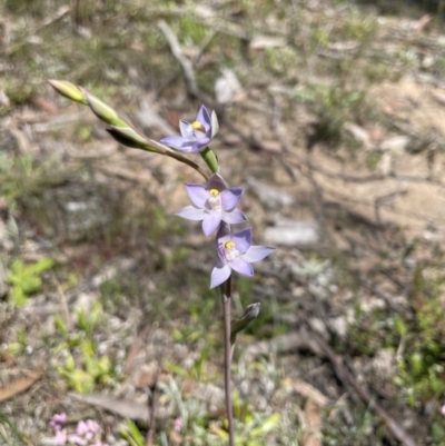 Thelymitra aff. pauciflora at Colo Vale, NSW - 28 Oct 2021 by Jledmonds