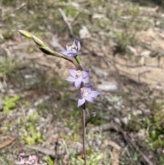 Thelymitra aff. pauciflora (TBC) at Colo Vale - 28 Oct 2021 by Jledmonds