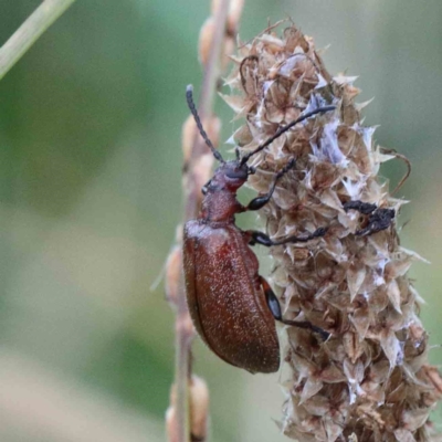 Ecnolagria grandis (Honeybrown beetle) at Blue Gum Point to Attunga Bay - 17 Jan 2022 by ConBoekel