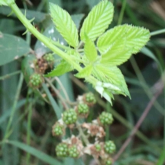 Rubus anglocandicans (Blackberry) at Lake Burley Griffin West - 17 Jan 2022 by ConBoekel