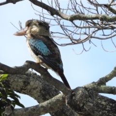 Dacelo leachii (Blue-winged Kookaburra) at Bushland Beach, QLD - 23 May 2021 by TerryS