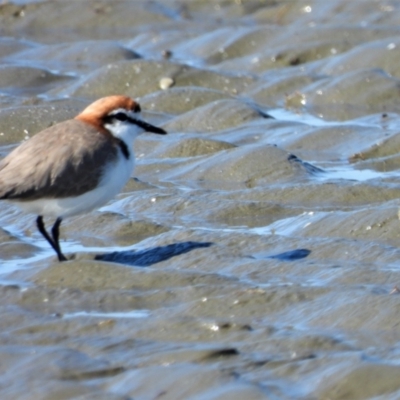 Anarhynchus ruficapillus (Red-capped Plover) at Bushland Beach, QLD - 11 Aug 2019 by TerryS