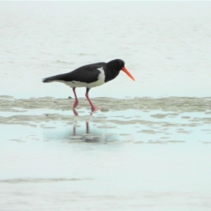 Haematopus longirostris at Bushland Beach, QLD - suppressed