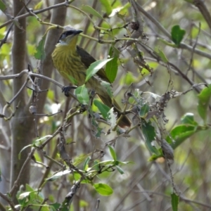 Gavicalis versicolor at Bushland Beach, QLD - 23 May 2021 10:39 AM