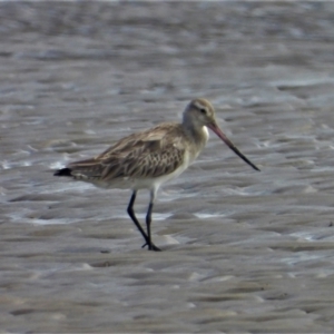 Limosa lapponica at Bushland Beach, QLD - 23 May 2021