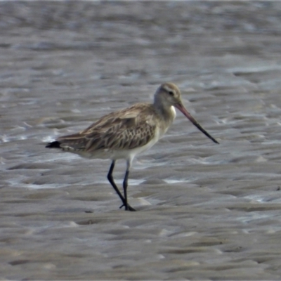 Limosa lapponica (Bar-tailed Godwit) at Bushland Beach, QLD - 23 May 2021 by TerryS