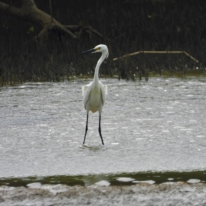 Egretta garzetta at Bushland Beach, QLD - 3 Mar 2019