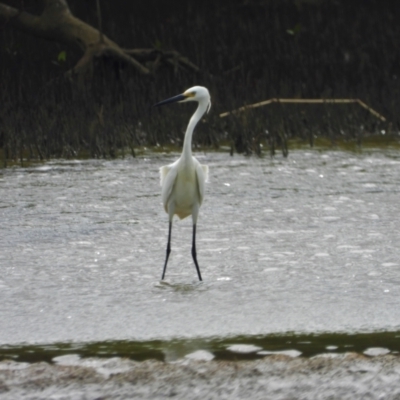 Egretta garzetta (Little Egret) at Bushland Beach, QLD - 3 Mar 2019 by TerryS