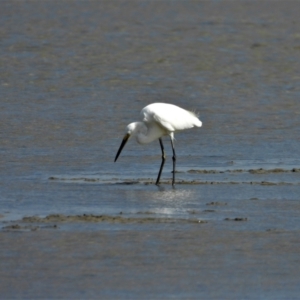 Egretta garzetta at Bushland Beach, QLD - 23 May 2021